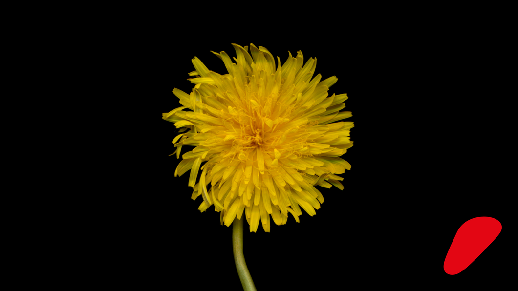 Personlig klimahandling – nytter det noget?